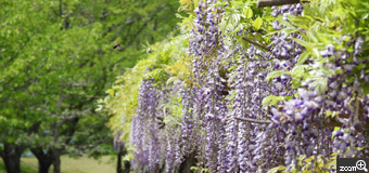 みーちゃん／愛知県知多郡南知多町　「風に揺れる紫のカーテン」　公園の藤棚から垂れ下がる藤の花が、カーテンの様でした。　カーテンの感じを出すのに、藤棚の上の部分も入れました。