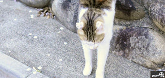由良／愛知県名古屋市　「びよ～～ん！」　猫がのび～る瞬間がやっと撮れました(^o^)v　瞬間を狙うため、早めにカメラを構えて連写で撮りました