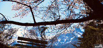 ヨンコ／愛知県名古屋市　「千人塚公園」　桜の枝の合間から雪を被ったアルプスが見えて綺麗でした！