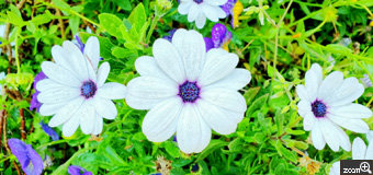 はっぴ526／神奈川県川崎市　「雨粒残るオステオスペルマム」　白い花びらに中心が青色でとても美しい花です。
