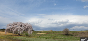 GG2230／岐阜県岐阜市　「海外？　日本でーす」　この春、弔い旅行で福島の枝垂れ桜を撮りに行ってきました。この枝垂れ桜は、名前が付けられていません。桜と言えば、山など木々がある場所が一般かと思いますが、ここは広大な中に枝垂れ桜が“ポツン”と・・・素晴らしく感動しました。　スケールの大きさを表現したいと思いました。