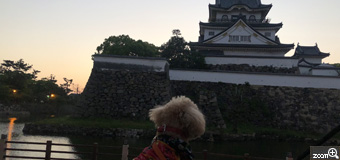 ちーま／大阪府岸和田市　「あれが岸和田城か。」　住んでみたいなぁ。　夕暮れ時のお散歩で行った岸和田城。こまち君はのんびりお散歩するのが日課です。普段は家の周りをお散歩するだけですが、今日は遠出してきたので、お城の見える所で一休み！ほんわかのこまち君をパチリ。