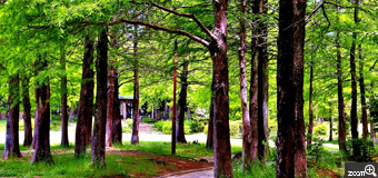 健知／愛知県稲沢市　「公園の木陰」　稲沢公園。新緑の5月の木々の木陰です。雰囲気が伝われば嬉しいです。　木々の静寂感の構図とアングルがポイントです。