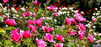 健知／愛知県稲沢市　「バラ園の色彩」　稲沢公園のバラ園。　パラの生命力が伝われば嬉しいです。