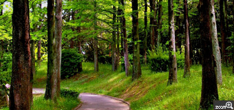 健知／愛知県稲沢市　「公園の小径」　新緑の稲沢公園の小径です。散歩やウオーキングに最適です。　木陰の散歩道を表現したいと思いました。