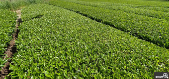 順ちゃん／静岡県掛川市　「茶畑の風景」　八十八夜を迎える頃の茶畑の風景です。　八十八夜を迎える頃の茶畑は新芽が出揃い、お日さまの陽を受け、キラキラとまばゆいばかりに輝いています。