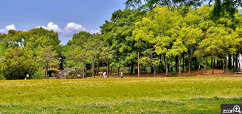 健知／愛知県稲沢市　「さわやか風と新緑」　5月の晴天の稲沢公園のひと時。　晴天の新緑の公園の雰囲気が伝われば嬉しいです。
