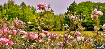 健知／愛知県稲沢市　「バラの輝き」　5月の爽やかなバラ公園の雰囲気が伝われば嬉しいです。　バラ群生のボリューム感と5月の爽やかな公園を感じて頂きたいです。
