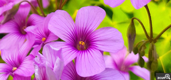 ヨッコ／滋賀県大津市　「心の輝き」　紫陽花に負けじと　紫陽花と同じ季節に咲く、ムラサキカタバミの花。一生懸命咲き誇って輝く様子が撮れてたら最高です。