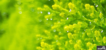 ヨッコ／滋賀県大津市　「輝く雨粒」　夕立後の陽を浴びて　雨上がり、生垣の「ヒバ」の葉に、ちっちゃい雨粒がキラキラしていたのでアップで挑戦。綺麗な緑と雨粒、陽を巻き込んで撮れてたら最高です。