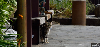 アドレ／愛知県豊明市　「ニャンですか？」　令和元年6月尾道ぶらり旅で出会った猫ちゃんです