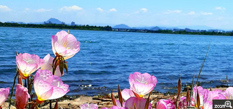 ヨッコ／滋賀県大津市　「月見草の群生」　琵琶湖岸にひっそりと。　一塊に咲く、薄い色合いの花の群れ、鮮やかな琵琶湖の青と共に。