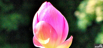 健知／愛知県稲沢市　「鮮やかな色彩」　森川花はす田。　開花直前のはすの色彩、フォルムを観て頂きたいです。