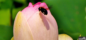 健知／愛知県稲沢市　「まだかな?」　森川花はす田の開花前のはすに、ミツバチが空中で未だ開かないかな?と見ていました。　ミツバチの位置とアングルがポイントです。