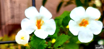 ヨッコ／滋賀県大津市　「無垢」　唯一の楽しみだった「ぶらかめ」。　終了を知ってすぐに近くを散策、初回からの思い出に浸りながら被写体を探しました。花壇に咲く、可憐な真っ白い花に想いを込めて撮りました。