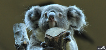 ゆきちゃん／愛知県名古屋市　「東山動物園コアラ “いぶき”1才」　昨年生まれたコアラで名前は公募され、オスは「いぶき」と命名されました。　木のてっぺんで、どうだと言わんばかりの「どや顔」を撮りました。