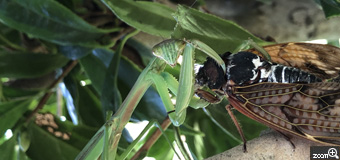 みっちゃん／埼玉県白岡市　「自然界の出来事」　庭先の椿の樹で蝉が何かに引っかかって身動き取れないように鳴いていた。見つけてみればカマキリに確保されていた。自然界の出来事。