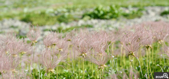 yukimaru／愛知県稲沢市　「白馬大池のチングルマ」　花後の綿毛も可愛いチングルマです。　緑の草原と青い池を背景に、淡いピンクの綿毛が風にたなびく可愛らしい姿を撮りました。