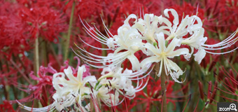 いたりん／愛知県豊田市　「豊田市逢妻女川・紅白彼岸花」　赤と白のコントラストがきれいでした。　光の当たり方で鮮やかさが違います。