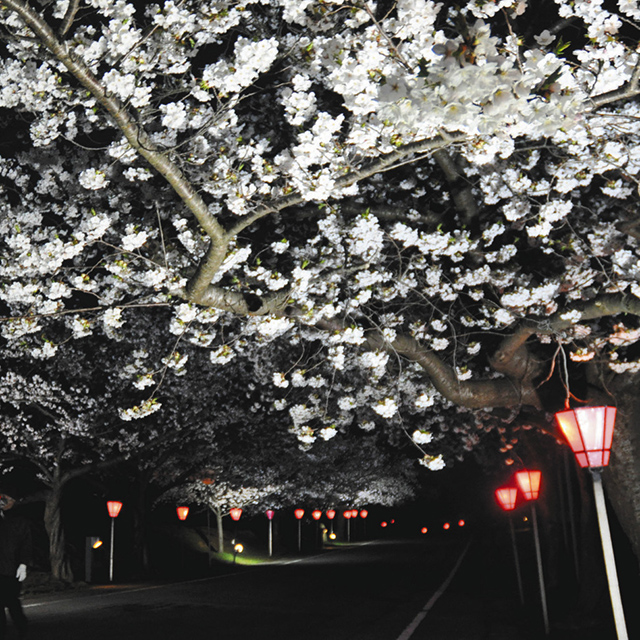 能登「柳田植物公園の夜桜」