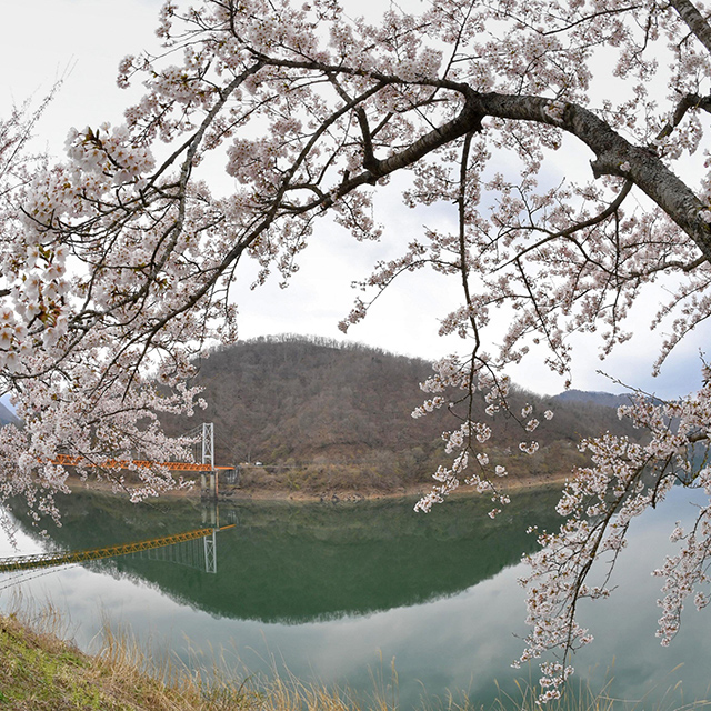 大野「九頭竜湖畔の桜」