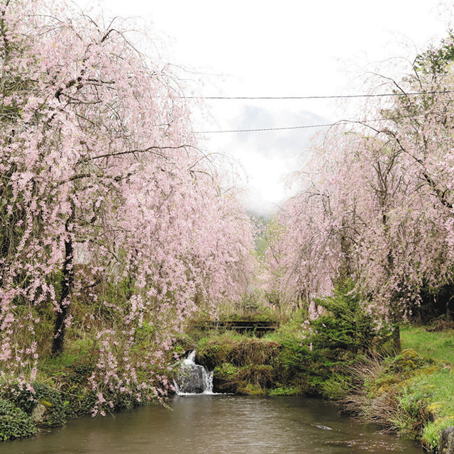 高山「福地温泉のしだれ桜」