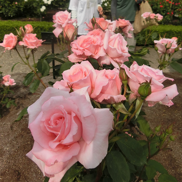 砺波「県花総合センターのバラ」