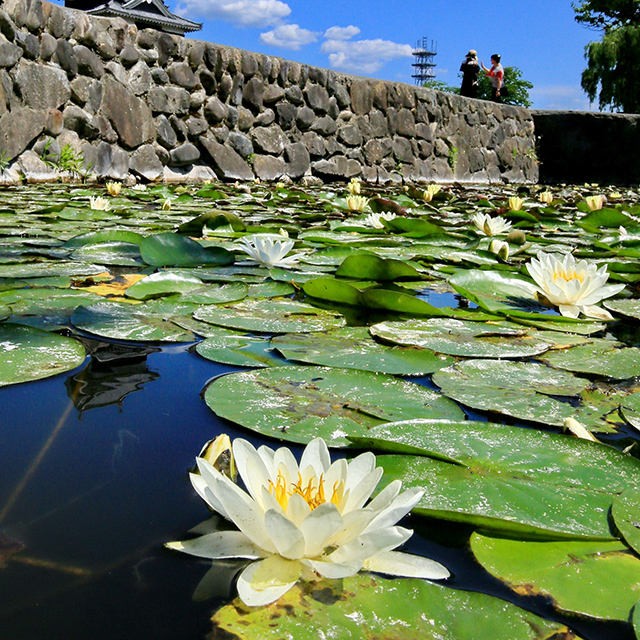 松本「国宝と池に咲くスイレンの花」