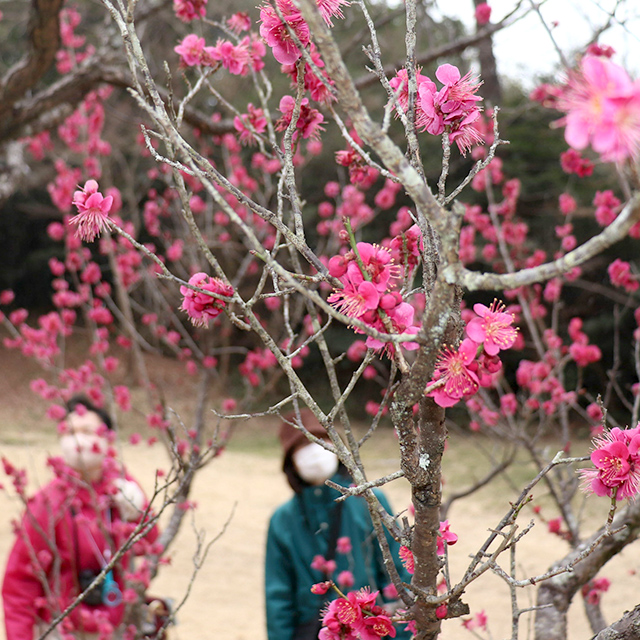 石川「花を咲かせた河津桜」
