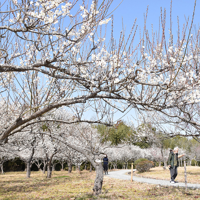 三重「園路沿いに並ぶ梅の木」