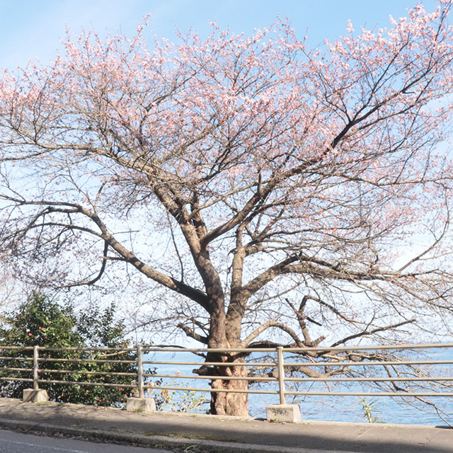 石川「珠洲・谷崎の桜」
