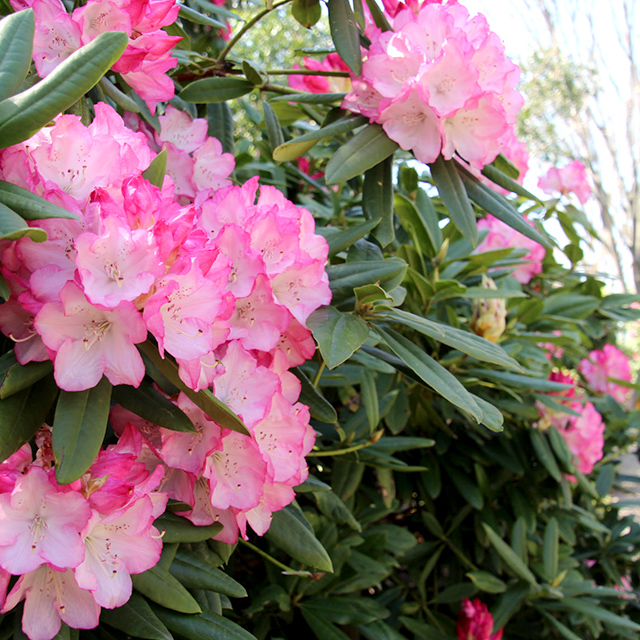 三重「ピンクの花を咲かせるシャクナゲ」