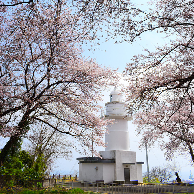 富山「満開の桜・岩崎ノ鼻灯台」
