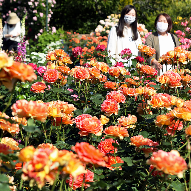 静岡「色鮮やかに咲きそろい見頃を迎えたバラ」