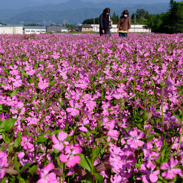 長野「フクロナデシコの花でピンクに染まる」