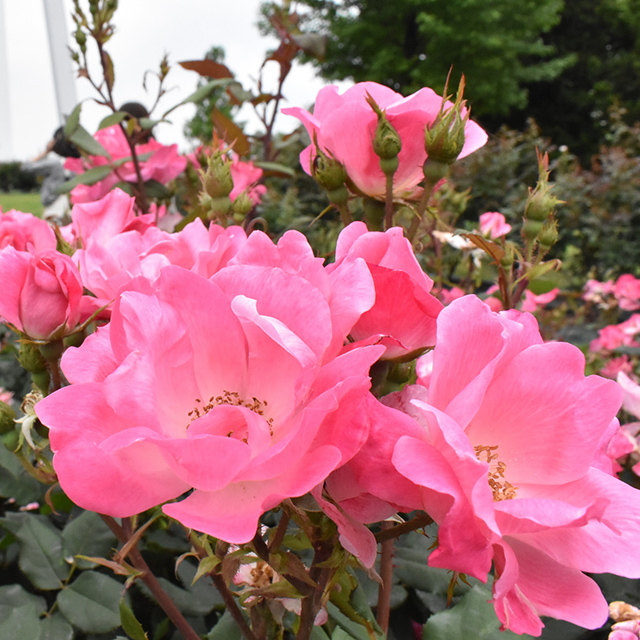 愛知「色鮮やかな花を咲かせるバラの花壇」