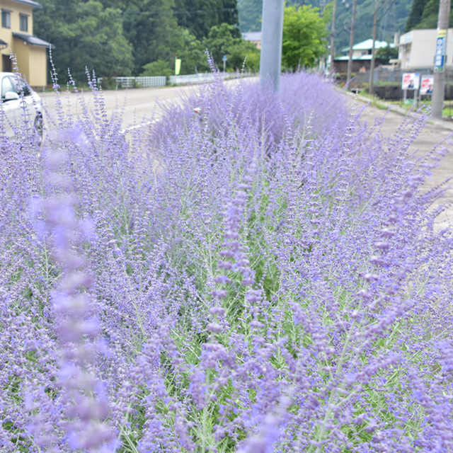 石川「薄紫色の花を咲かせるロシアンセージの花壇」