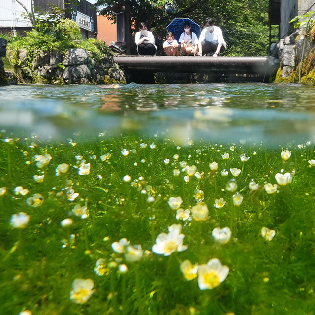 滋賀「水中にかれんな花を咲かせる梅花藻」