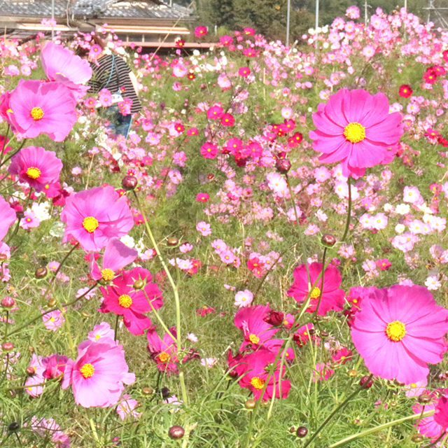滋賀「色鮮やかな花を咲かせたコスモス」