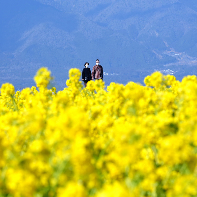 滋賀「一面を鮮やかな黄色で彩る菜の花」