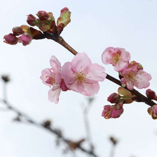 石川「開花が始まった河津桜」