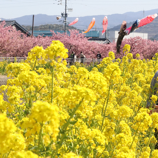 愛知「菜の花、桜、こいのぼりの競演で彩られている免々田川沿い」