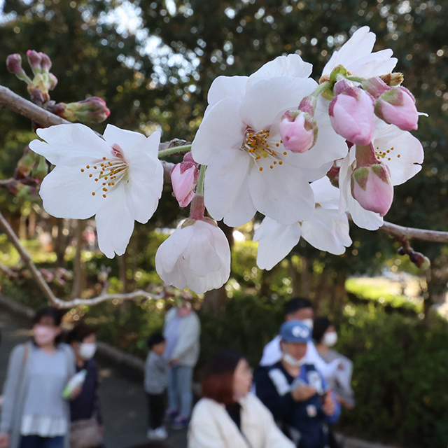 静岡「浜松城公園で花を付け始めたソメイヨシノ」