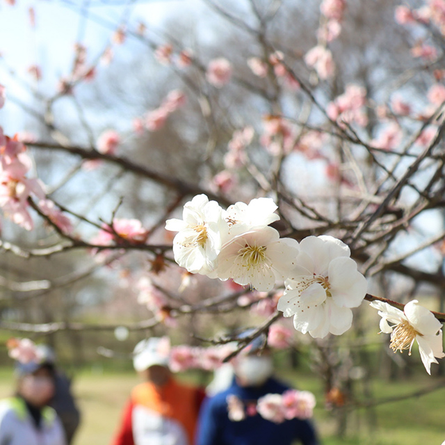 石川「１本の木に紅白の花が咲いた梅」