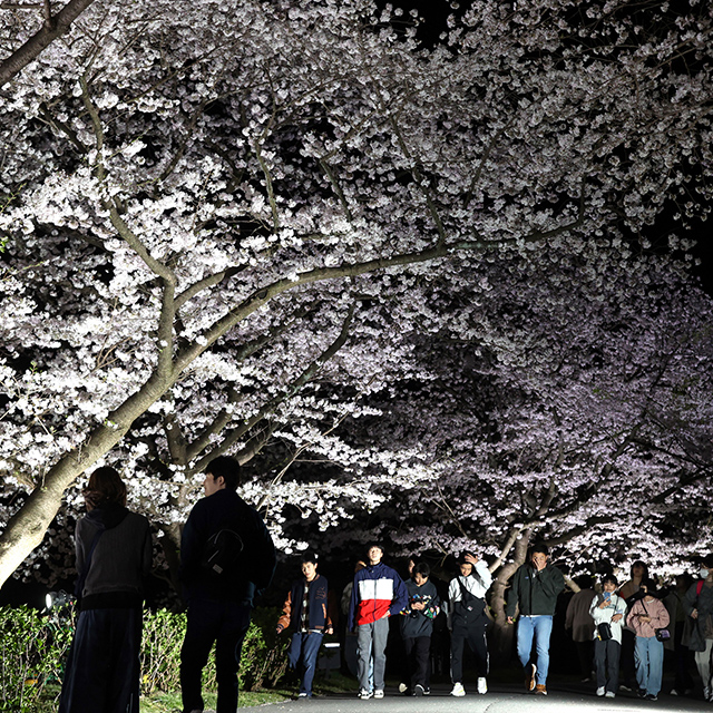 静岡「ライトアップされたはままつフラワーパークの夜桜」