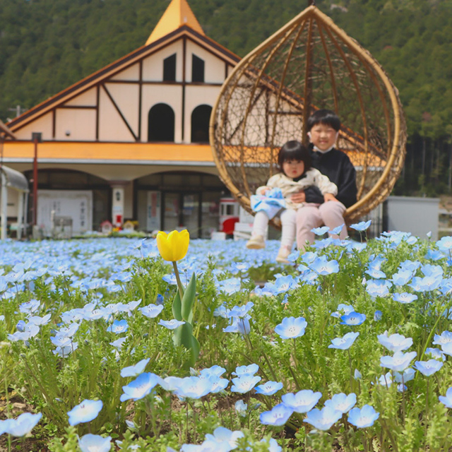 岐阜「鮮やかな青色のネモフィラが彩る花畑」