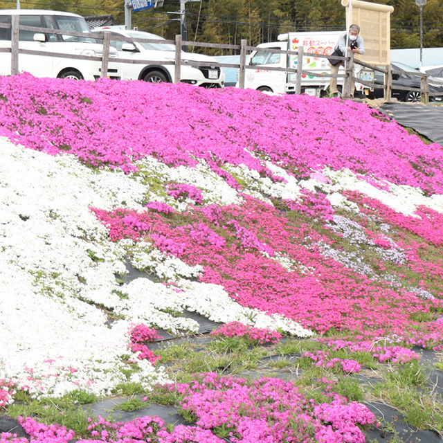 石川「のり面を埋め尽くすシバザクラの花」