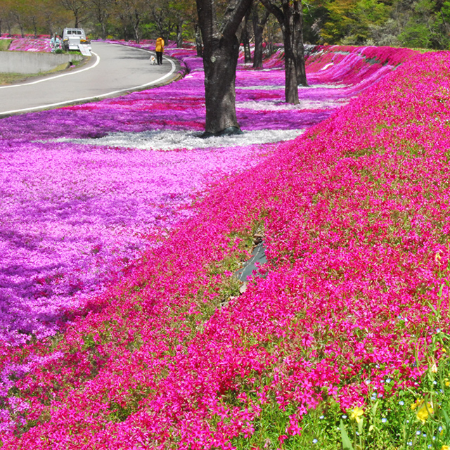 岐阜「美しく咲きそろったシバザクラ。菜の花が色を添える」