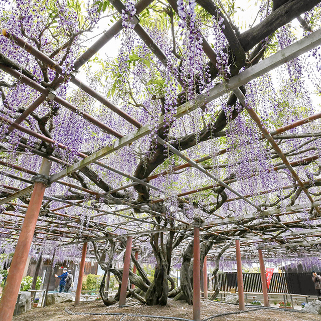 三重「淡い紫の花房が垂れる藤棚」