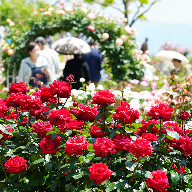 滋賀「大輪の花を咲かせ、見頃を迎えたバラ」